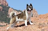 AKITA AMERICAIN 156